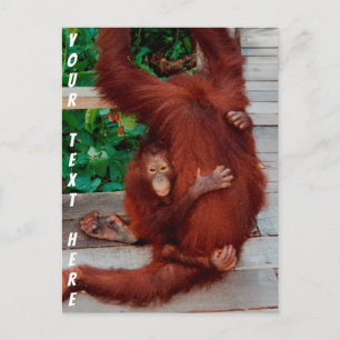 Anpassade Borneo orangutan Vykort