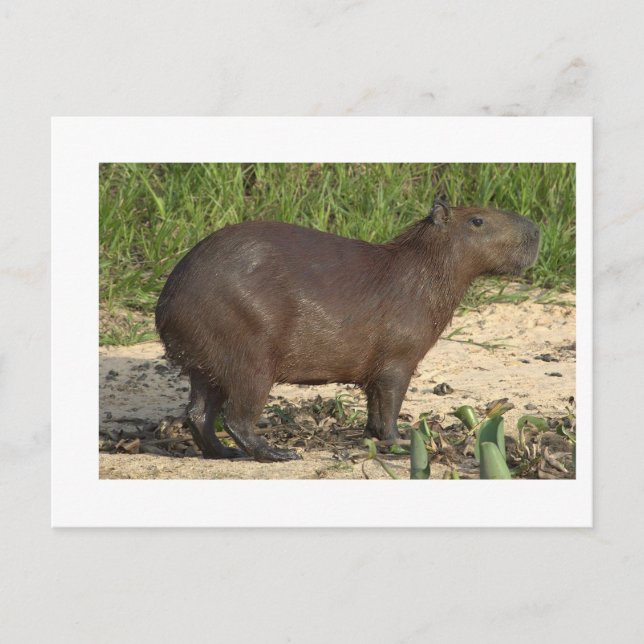 Anpassade Capybara Gifts and Tees - Add Text Vykort (Framsida)