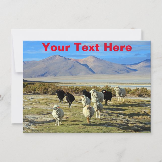 Anpassade chilenskt fårkort (Framsida)