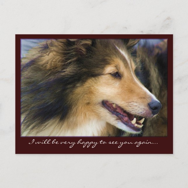 Anpassade Collie Postcards Vykort (Framsida)