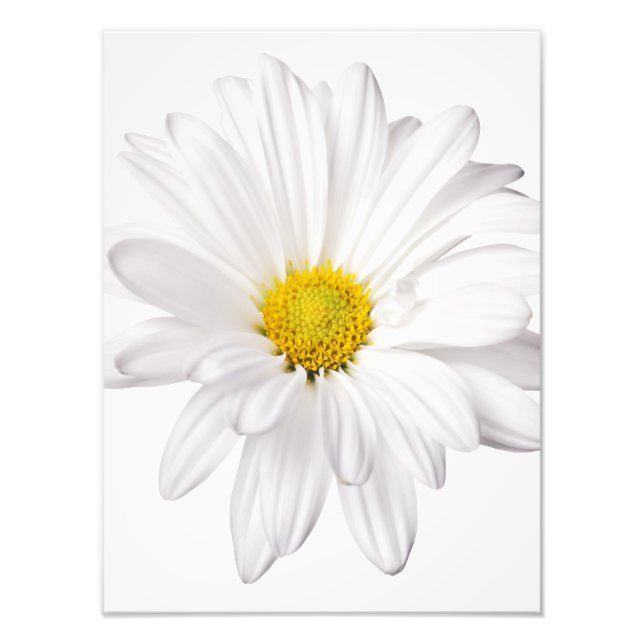 Anpassade Daisy för vit Daisy i bakgrunden Fototryck (Framsidan)