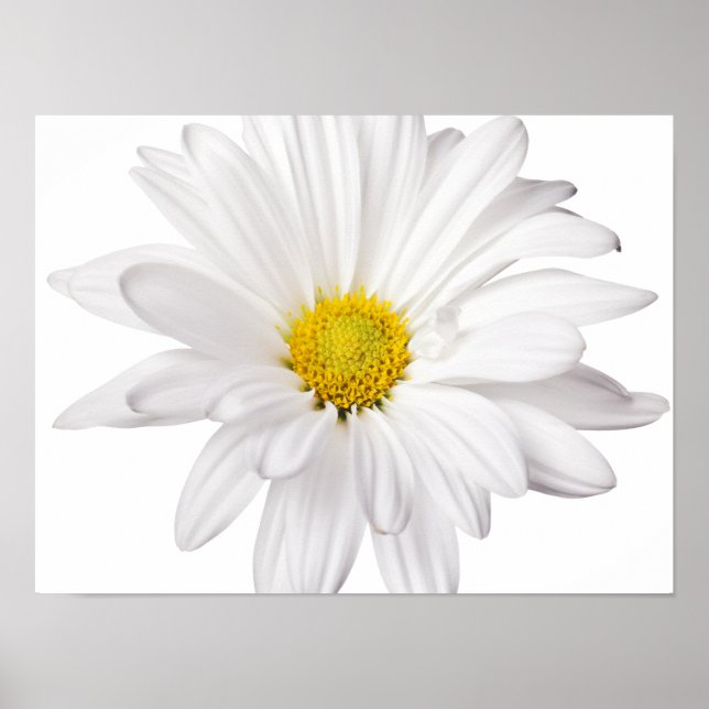 Anpassade Daisy för vit Daisy i bakgrunden Poster (Framsidan)