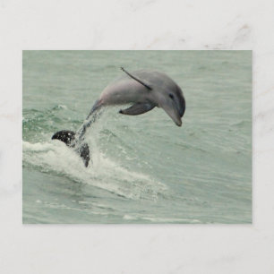 Anpassade Dolphin-vykort Vykort