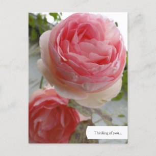 Anpassade Engelskt Ro Garden Postcard Vykort