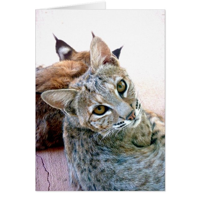 Anpassade för Gazely stirrande | Hälsningskort (Framsidan)