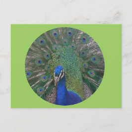 Anpassade för peacock-vykort vykort