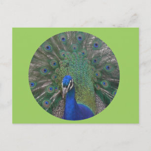 Anpassade för peacock-vykort vykort