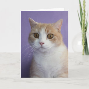 Anpassade Funny Cat/Kattunge Encouragement Kort