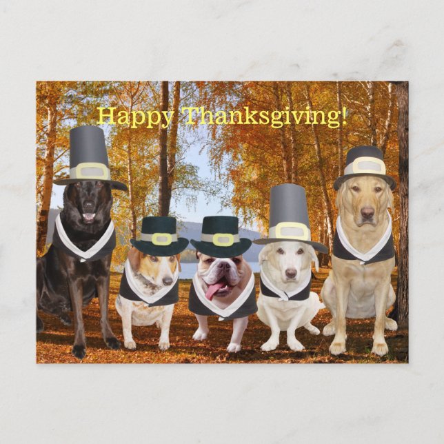 Anpassade Funny Pilgrim Hundar Thanksgiving Post Helg Vykort (Framsida)