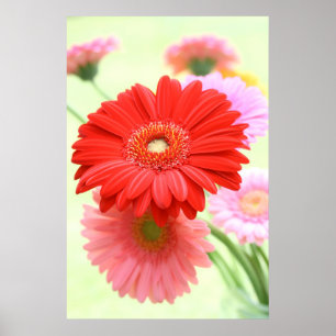 Anpassade Gerber Daisys Poster Skriv ut