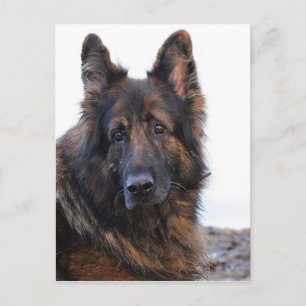 Anpassade German Shepherd Hund Vykort
