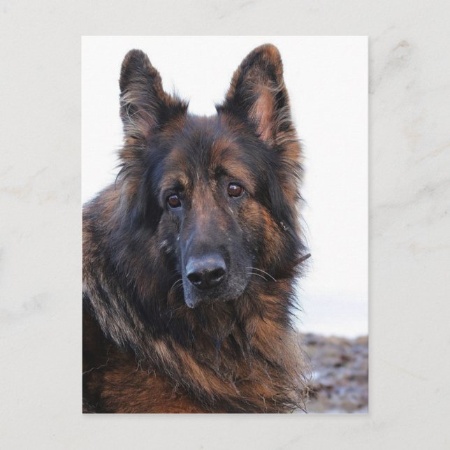 Anpassade German Shepherd Hund Vykort (Framsida)