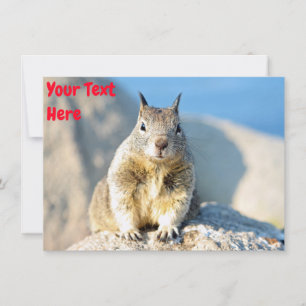 Anpassade grått-ekorkort kort