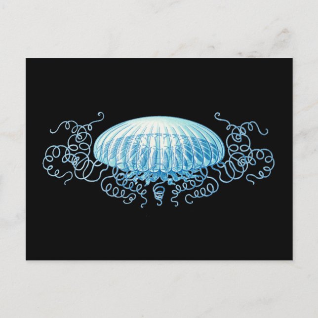 Anpassade Haeckel Jellyfish Vykort (Framsida)