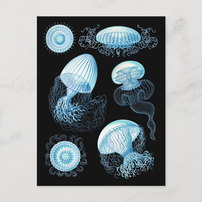 Anpassade Haeckel Jellyfish Vykort (Framsida)