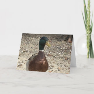 Anpassade "Mallard Anka"-gratulationskort Tack Kort