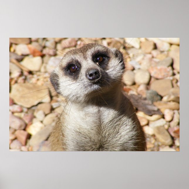 Anpassade Meerkat Poster (Framsidan)