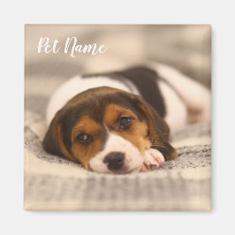 Anpassade Pet Magnet med Photo och Namn