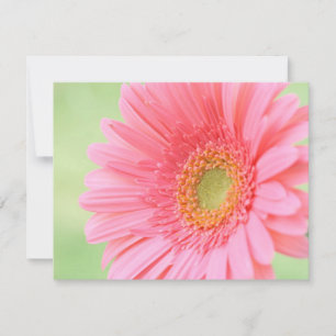 Anpassade Rosa Gerber Daisy