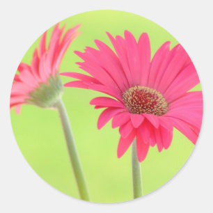 Anpassade Rosa Gerber Daisy om Grönt Runt Klistermärke