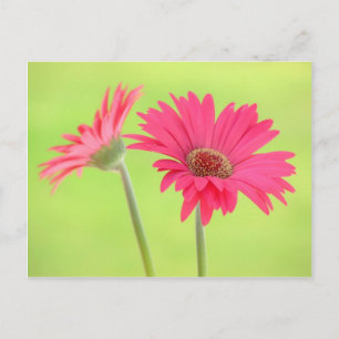 Anpassade Rosa Gerber Daisy om Grönt Vykort