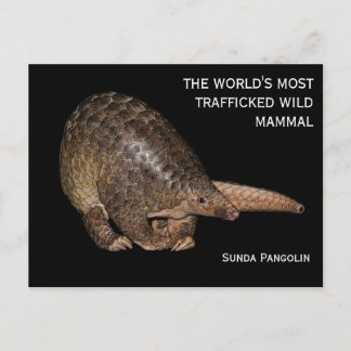 Anpassade Sunda Pangolin vykort