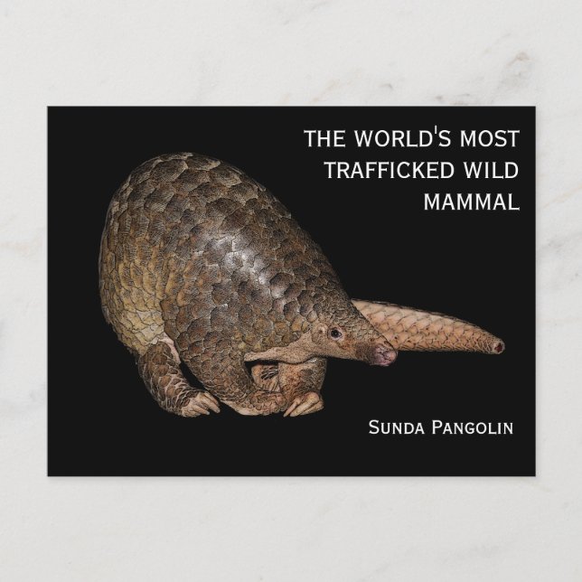 Anpassade Sunda Pangolin vykort (Framsida)