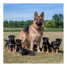 Anpassade Tyska shepherd med betungande valpar