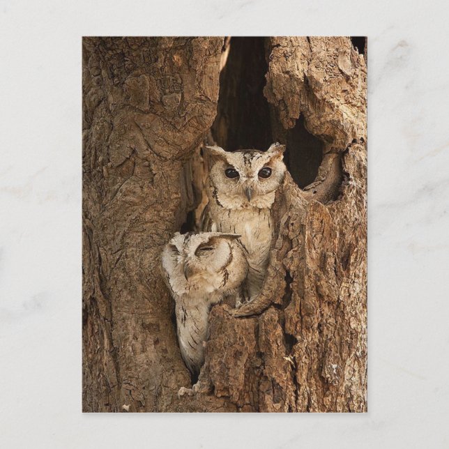 Anpassade Uggla-kort, vykort, stämplar Vykort (Framsida)