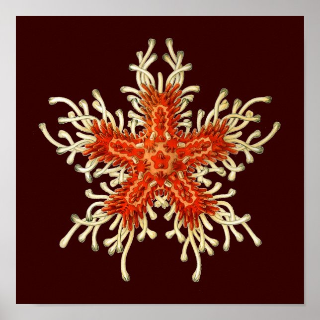 Anpassade Vintage Haeckel Poster (Framsidan)