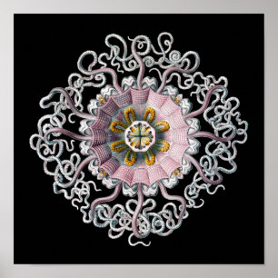 Anpassade Vintage Haeckel Poster