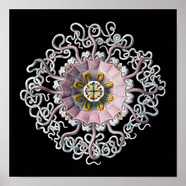 Anpassade Vintage Haeckel Poster (Framsidan)