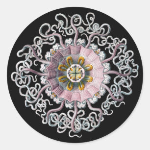 Anpassade Vintage Haeckel Runt Klistermärke