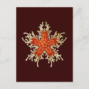 Anpassade Vintage Haeckel Vykort