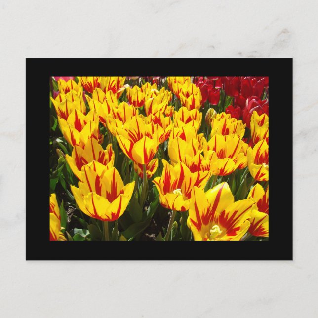Anpassade vykort Gula Röda Tulpaner Blommor kort (Framsida)