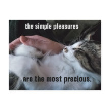 Anpassadet Cute Kitten Quote Simple Pleasures
