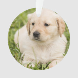 anpassadet guld Lab Puppy Jul - jul