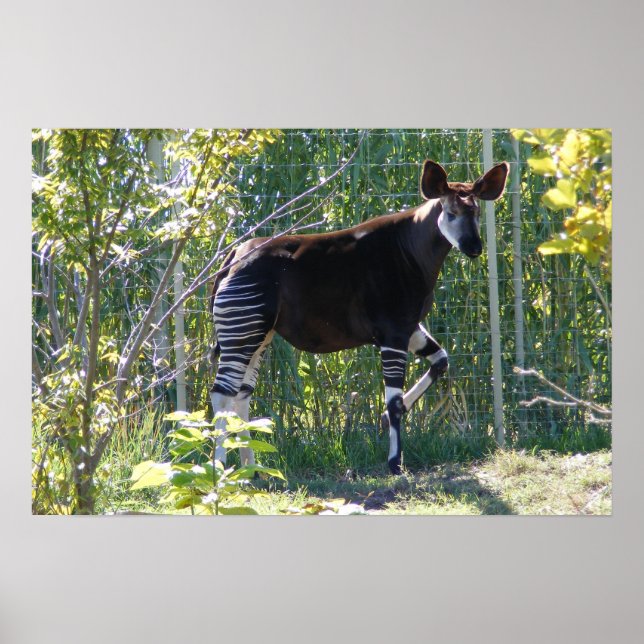 Anpassadet Okapi Poster (Framsidan)