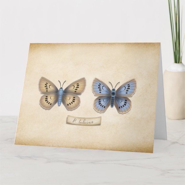 Anpassadet Scarce Large Blue Butterfly Specimen  Tack Kort (Framsida)