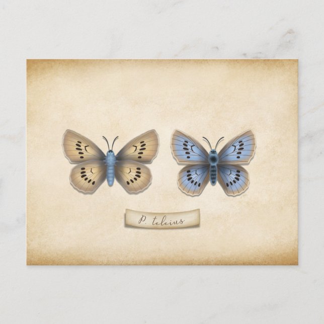 Anpassadet Scarce Large Blue Butterfly Specimen Vykort (Framsida)