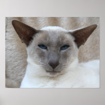 Anpassadet Siamese Kattunge Poster
