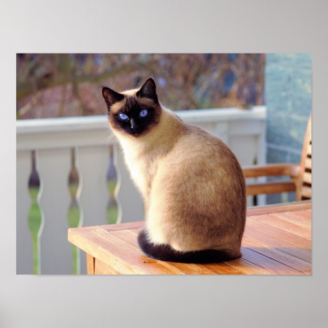 Anpassadet Siamese Kattunge Poster (Framsidan)