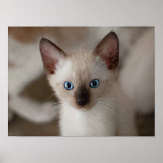 Anpassadet Siamese Kattunge Poster