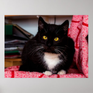 Anpassadet Svartvitt Kattunge Poster