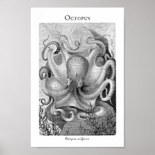Anpassadet vintage oktopus Poster