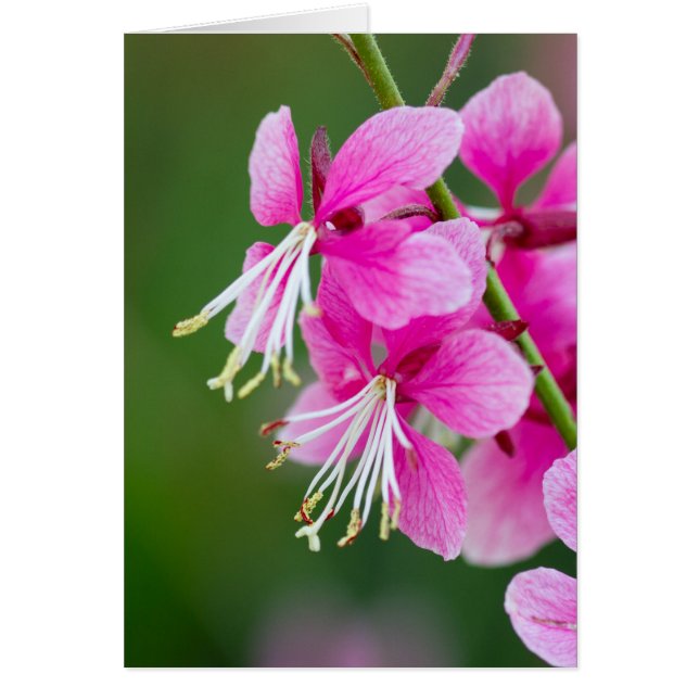Anpassadet Wildblommor Hälsningskort (Framsidan)
