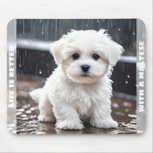 Anpassat namn för Cute Maltese Hund Puppy Fall Rai Musmatta