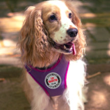 Anpassat namn Grått Black för diabetesretans medic