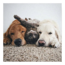 Anpassningsbar 2-labb och A-katt-Poster