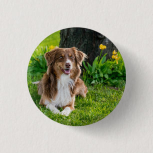 Anpassningsbar Australian shepherd Hund Pet Photo Knapp